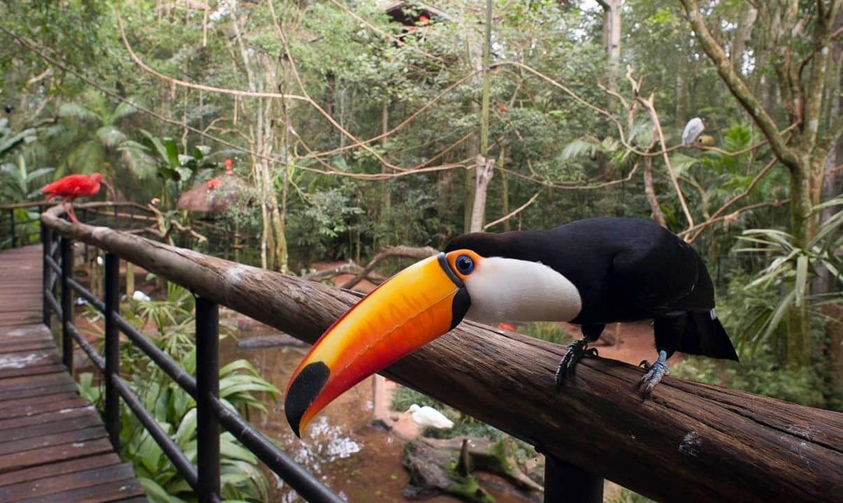 Bird Park in Iguassu Falls shuts down for the second time